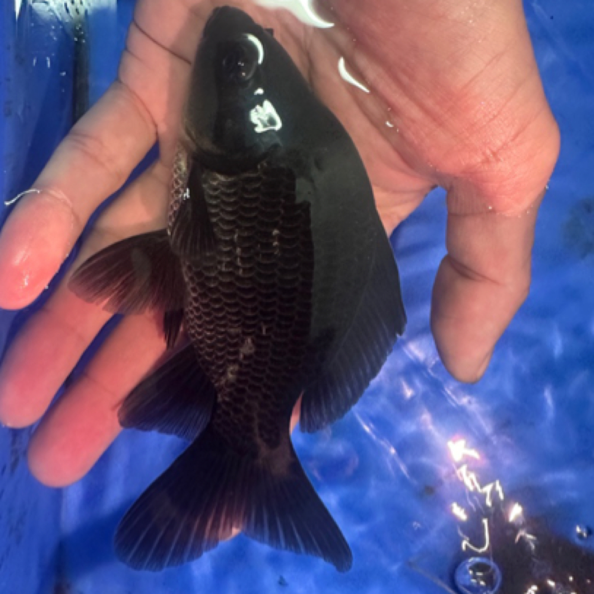 2条5-9公分精品蝴蝶鲤普身/短身/球体