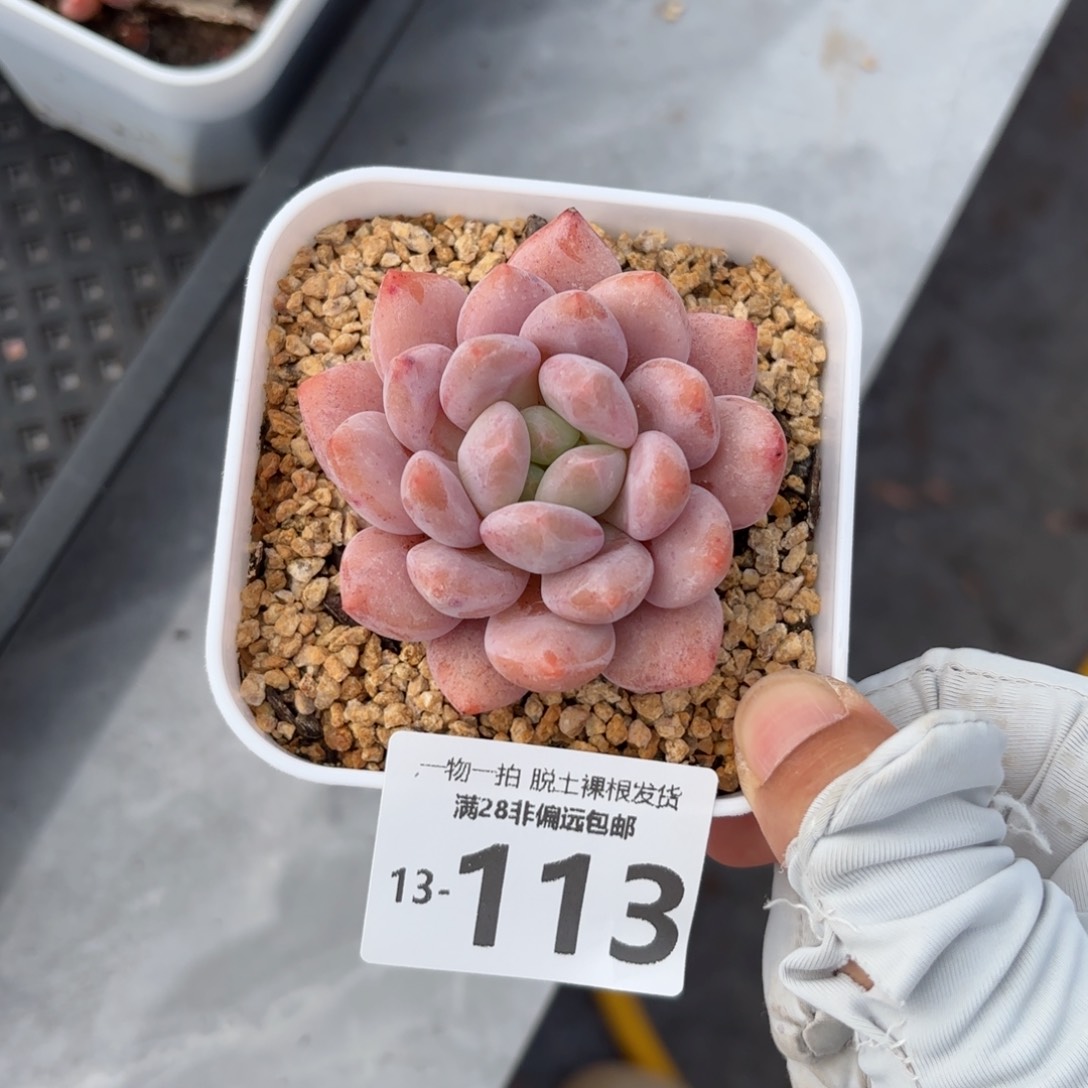 半夏单头多肉多肉多肉