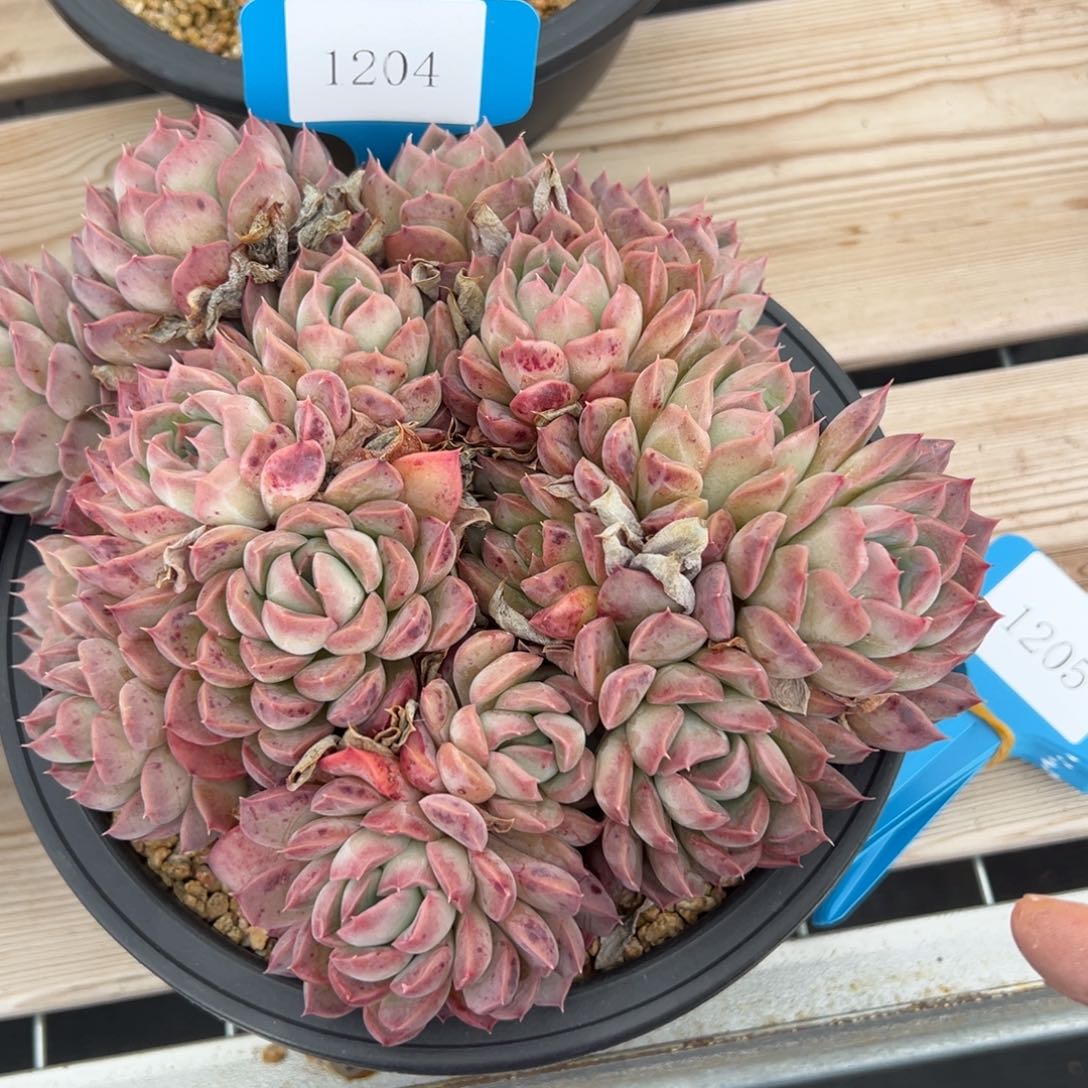 爱****@1204肉多哦多哦哟肉多哦多哦肉