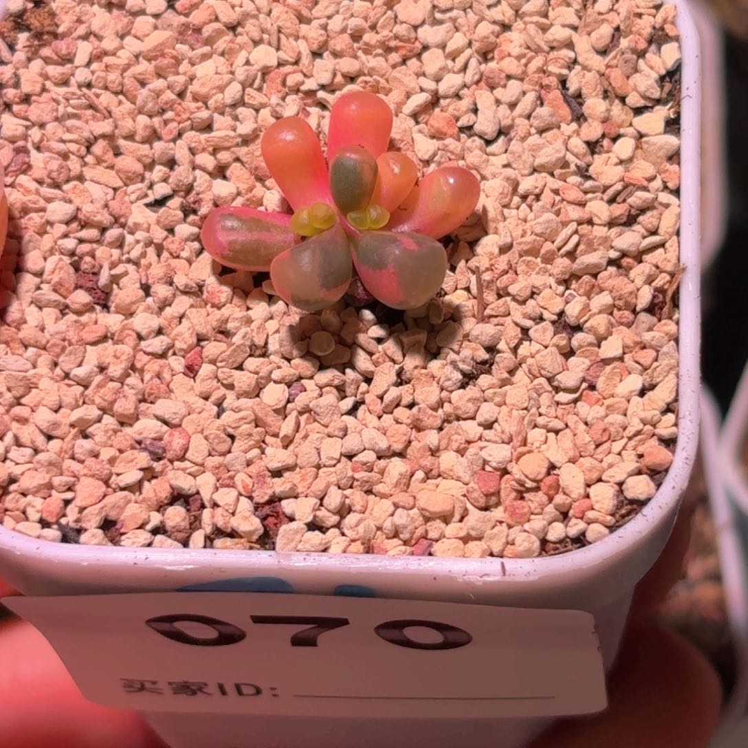 70号五十铃玉锦多肉植物锦一物一拍带盆土