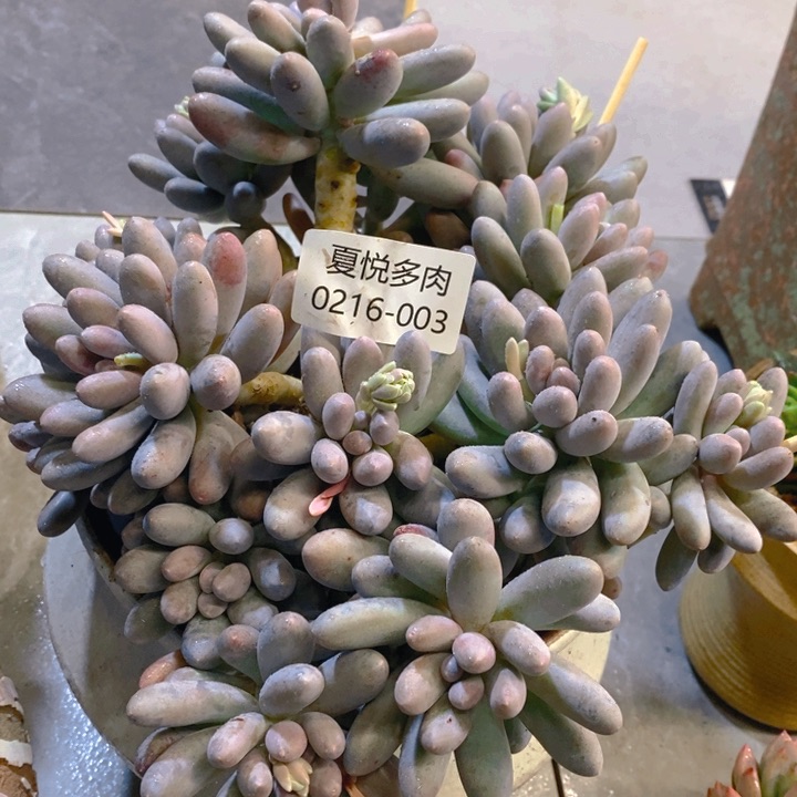 ~**～夏悦多肉0216-3粉恋