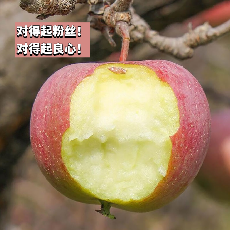 老树国光苹果 10斤装 酸甜 味道浓 酸酸甜甜 老味道 新鲜苹果北京市