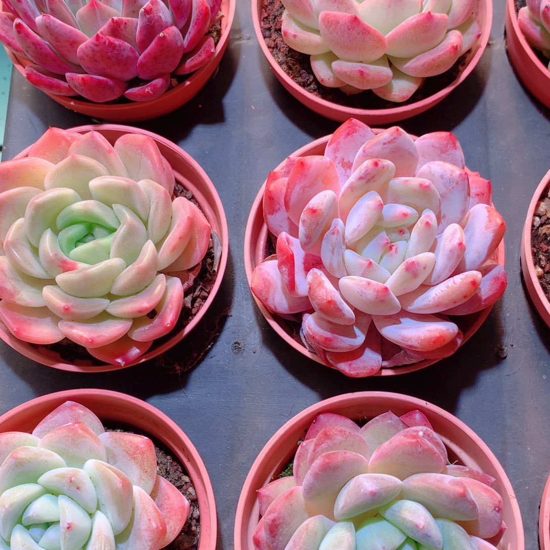 31-量拍品质保证多肉带盆9颗全单头