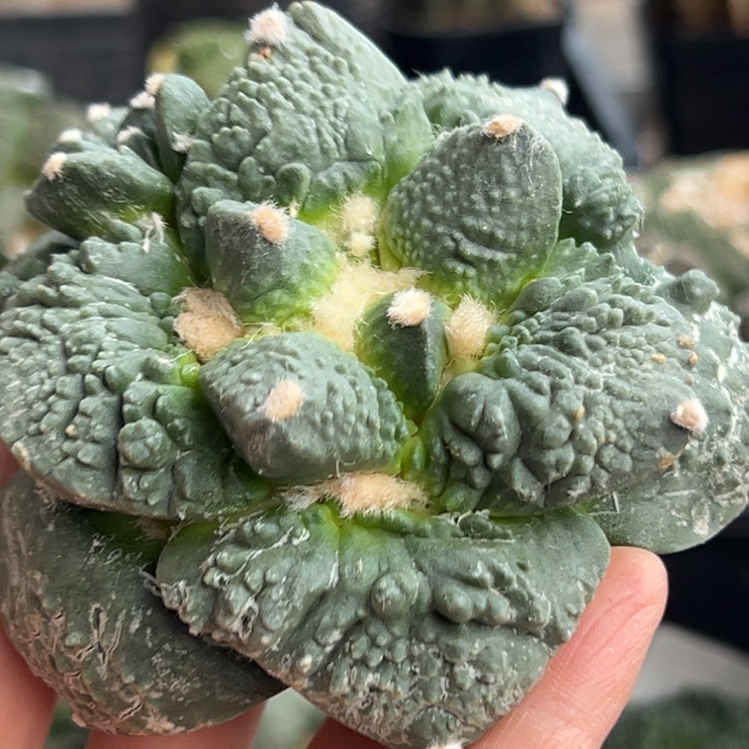 612 晾一个月上盆