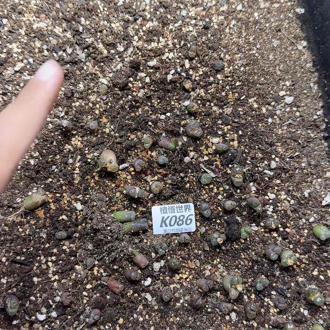 多肉植物多人的润泽