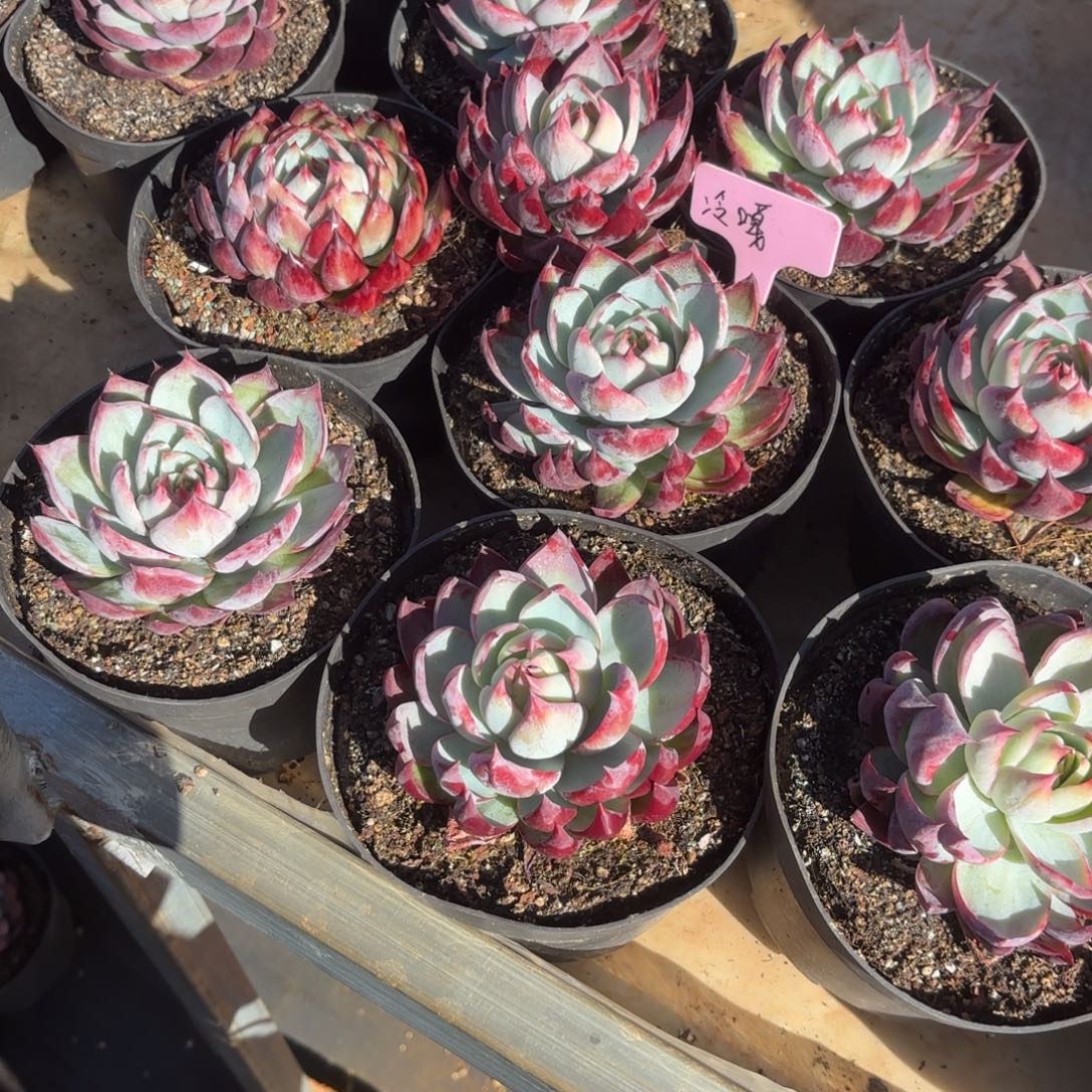 冷***。冷的惊鸿仙子仙子仙子