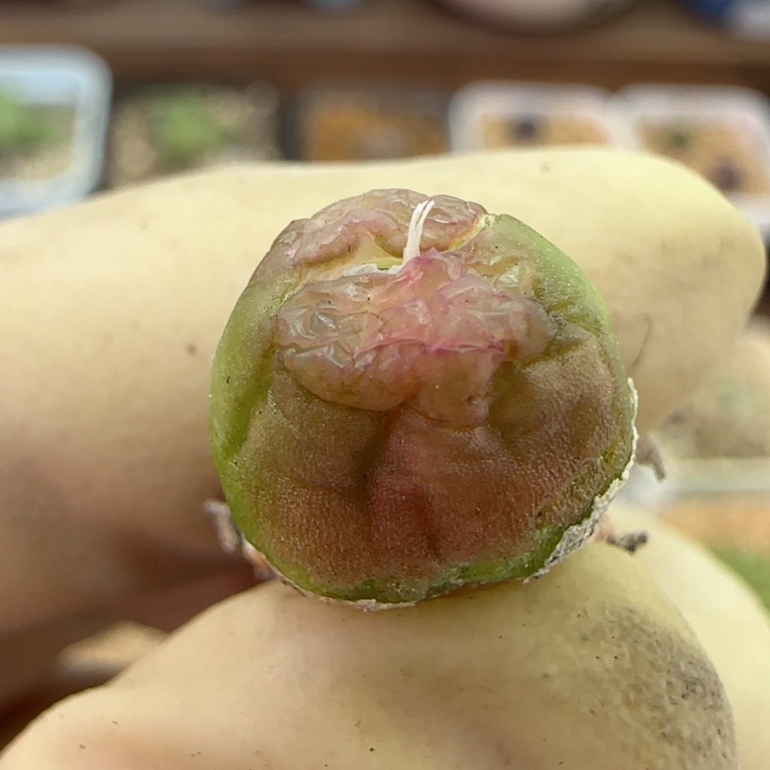 061园艺优选雪茄