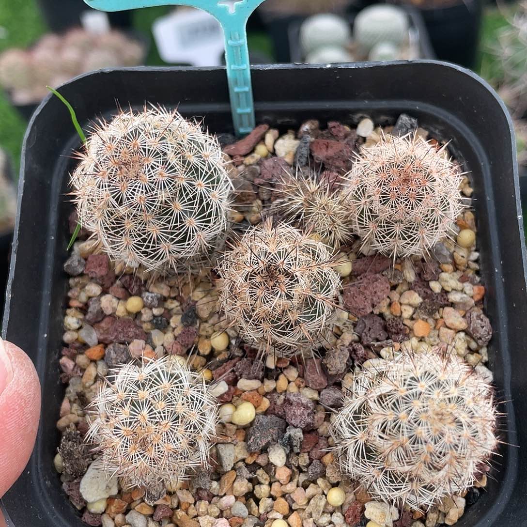 6451 满 39 包邮非偏远地区