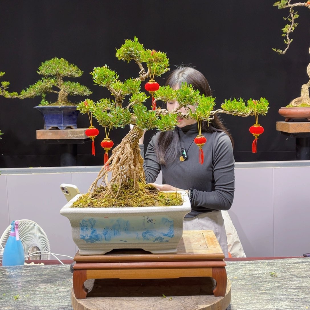 四季常青老桩黄杨盆景