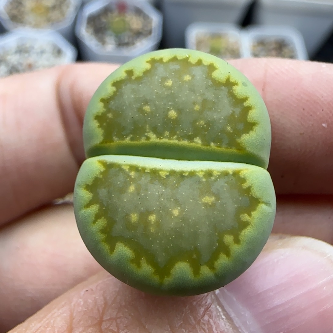 840绿菊饼清框福利30包邮