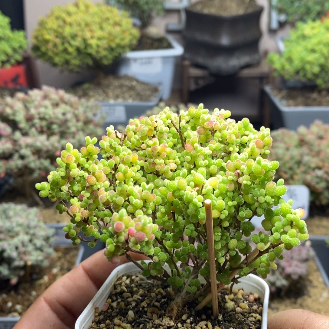 718蜜橘糖球枝干