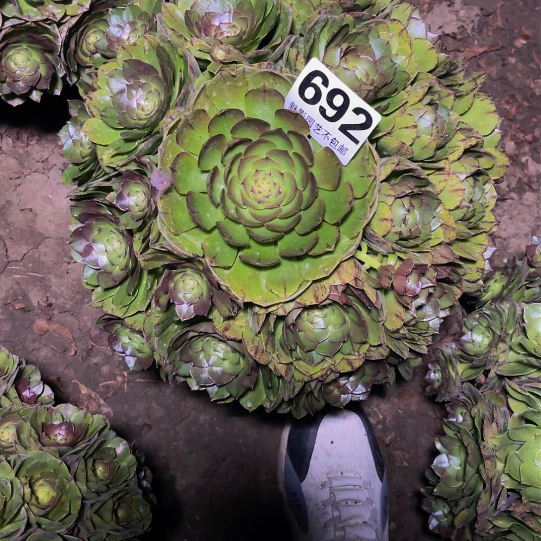 法师法师14-21包邮法师