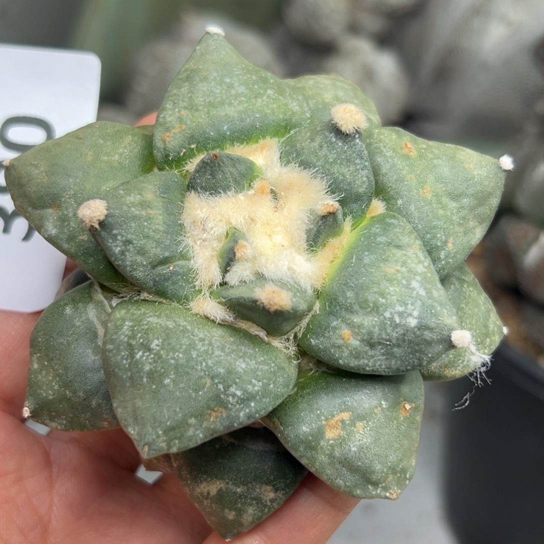 380 仙人球的比赛