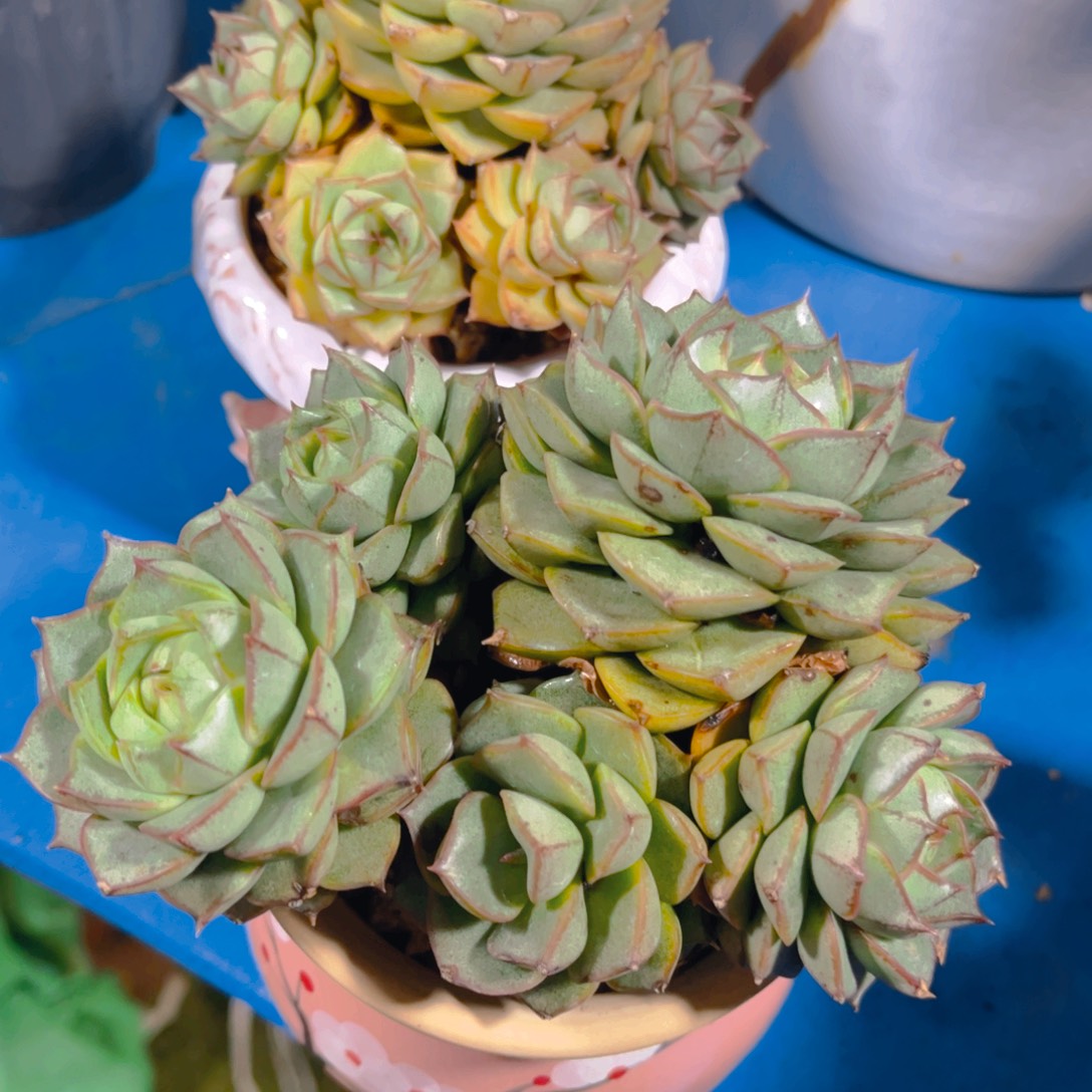 用***8多肉植物保护研究所所长，