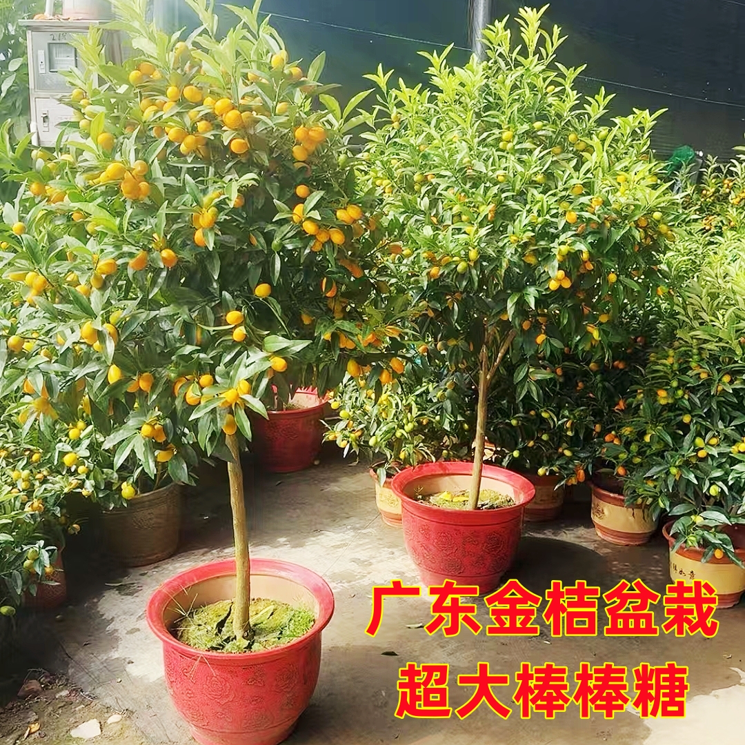 大棵带果金桔金桔树桔子树盆栽树苗四季棒棒糖金桔一物金桔树盆栽