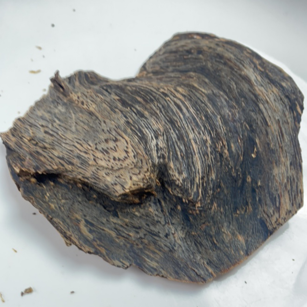 虎斑树皮老料子13g➕多样性发一