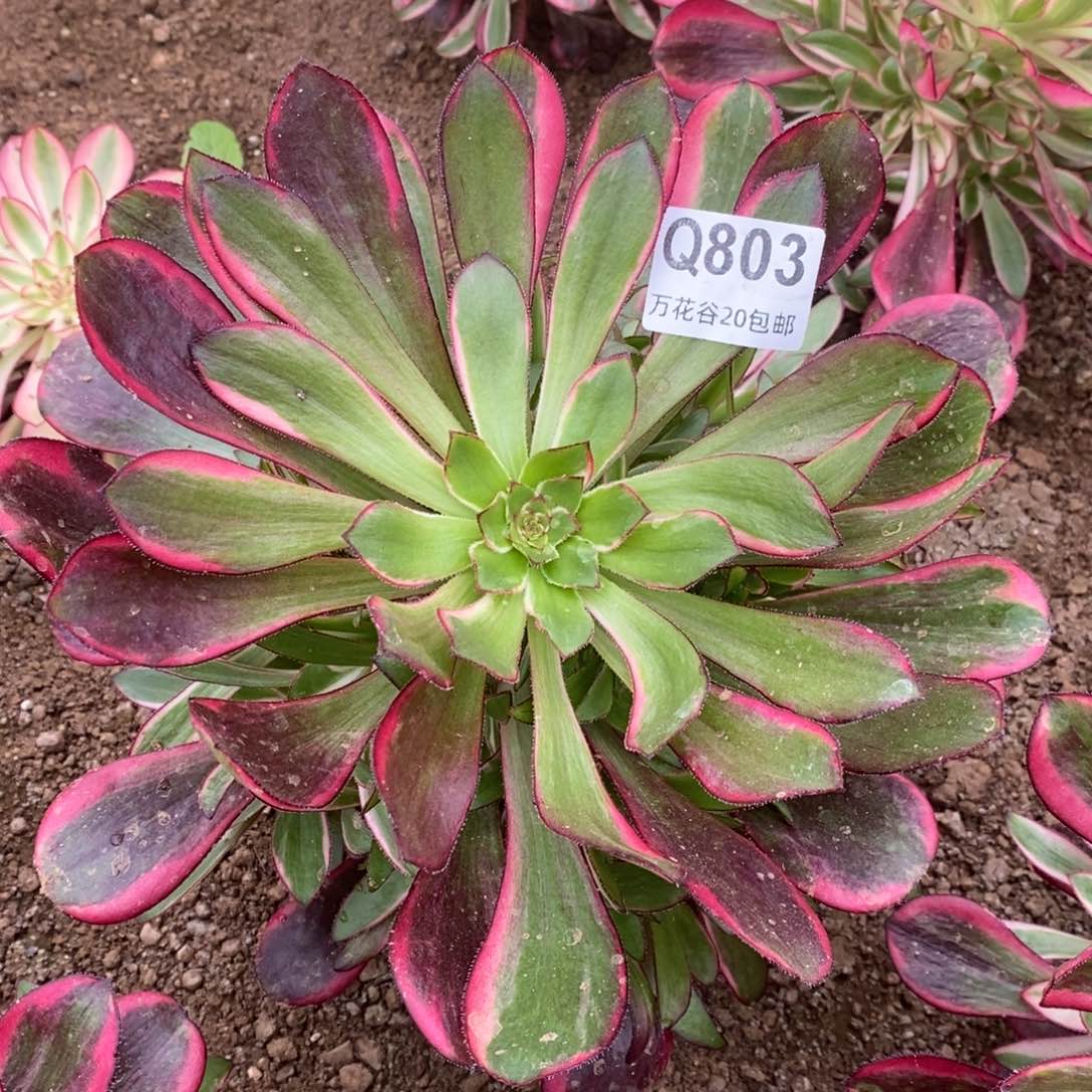 803丽娜多肉植物