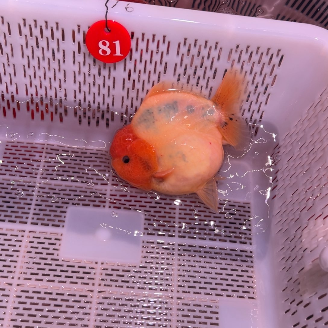 还***喝金鱼你好自以为是又在