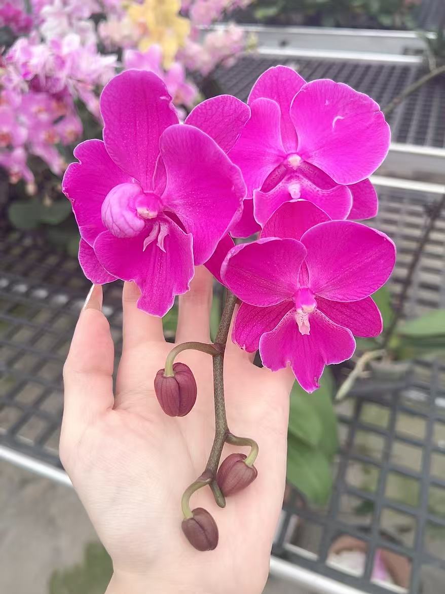 [3颗火鹤06]2.8寸紫红色中大花型蝴蝶兰带花发货（开花多）