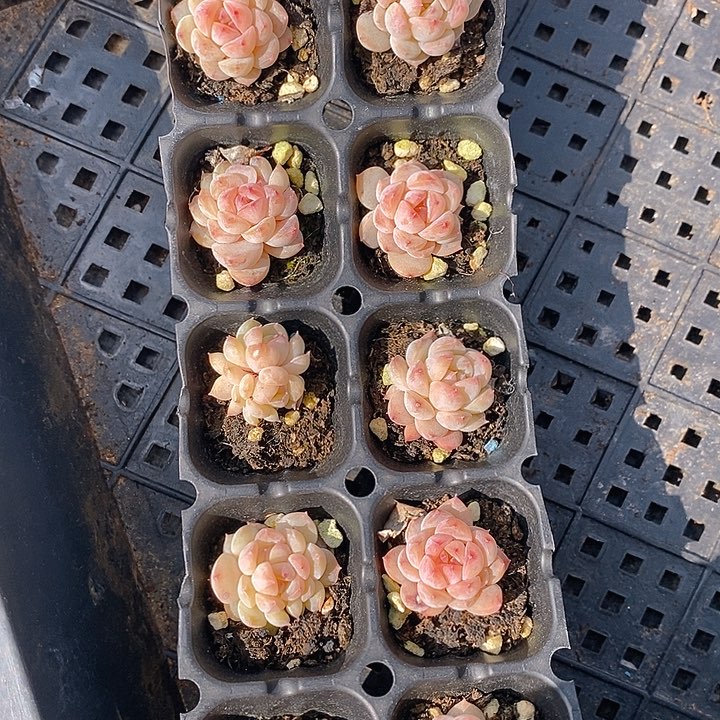 321 多肉植物盆栽花卉植物