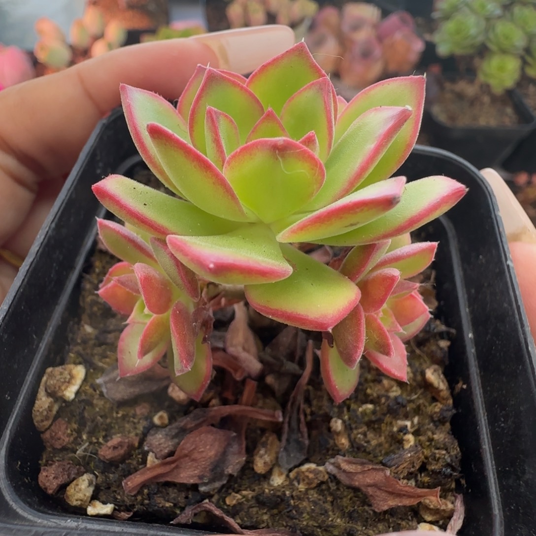 L529半城玫瑰枚法不含盆土