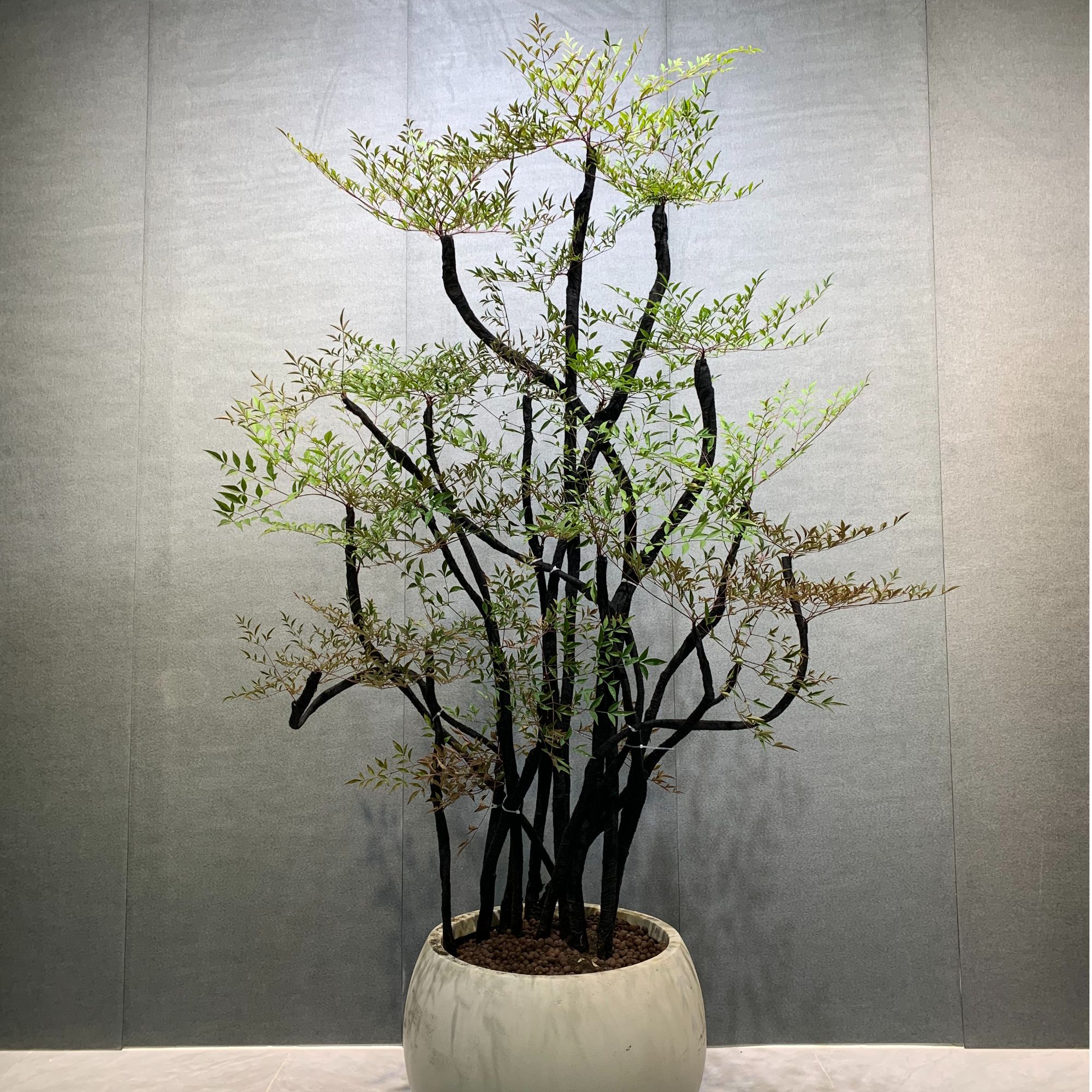 火焰南天竹老桩盆栽适合室内外摆放的花卉绿植