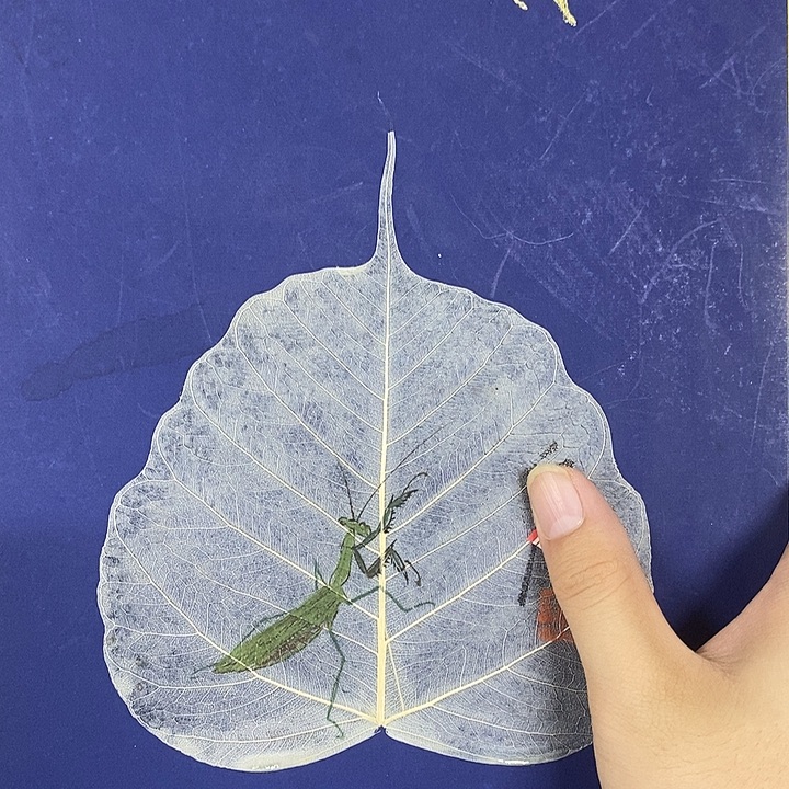 用***3齐老师虫子虫子虫子