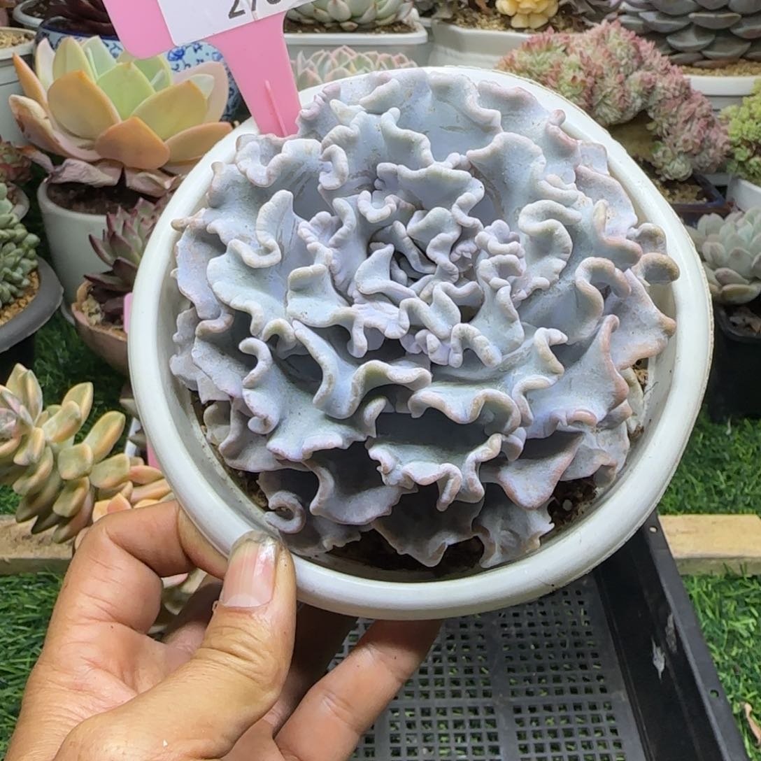 锦安精品多肉植物276