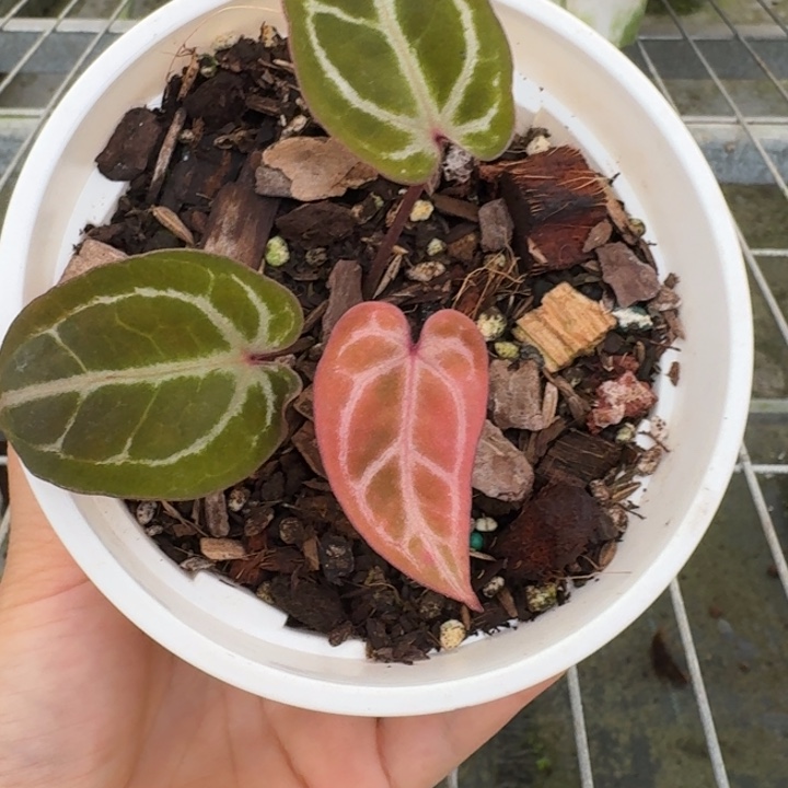 完全开放5号福利价红水晶侧芽
