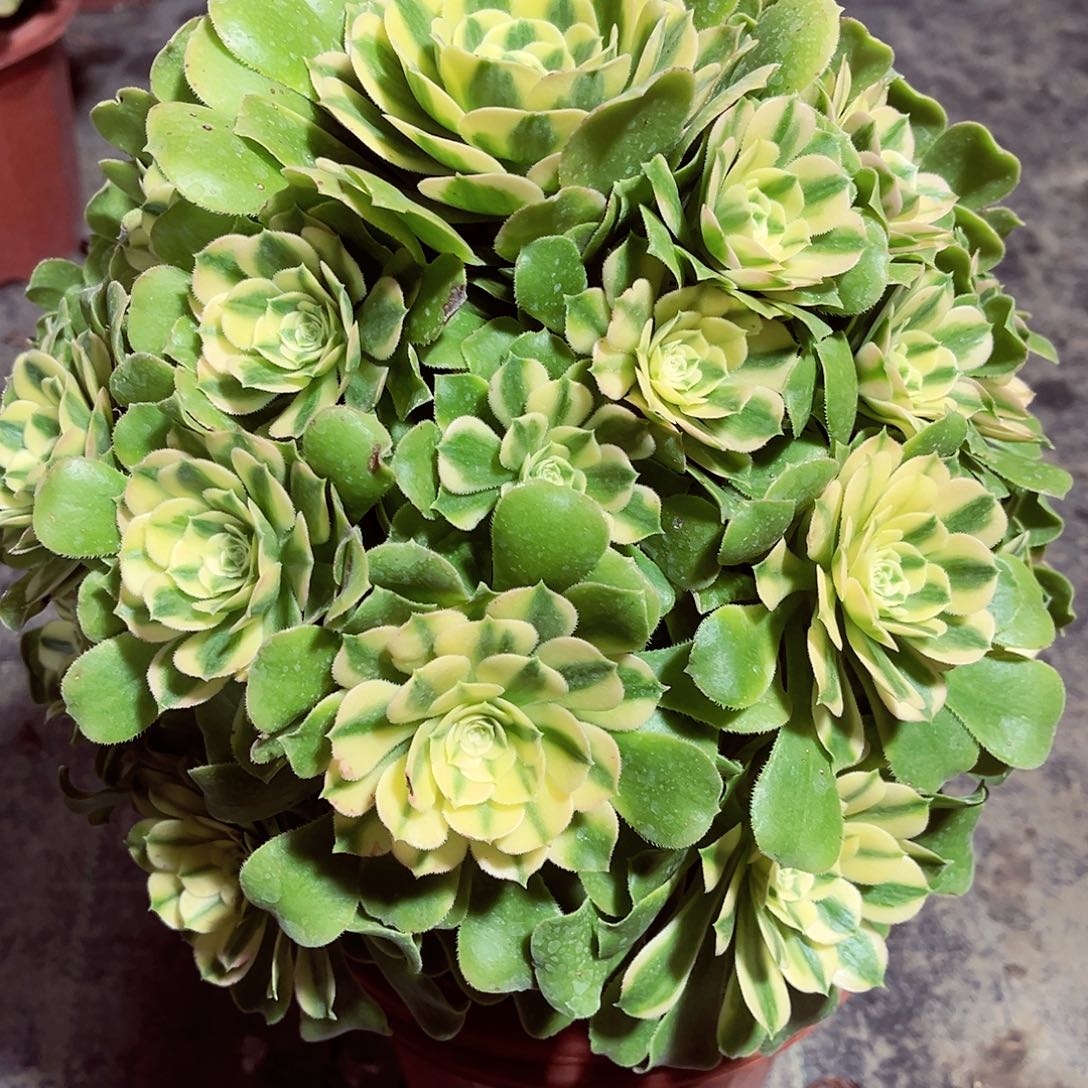 希尼亚法师多肉植物