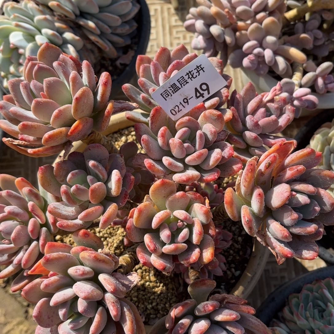 同温层多肉49灰姑娘