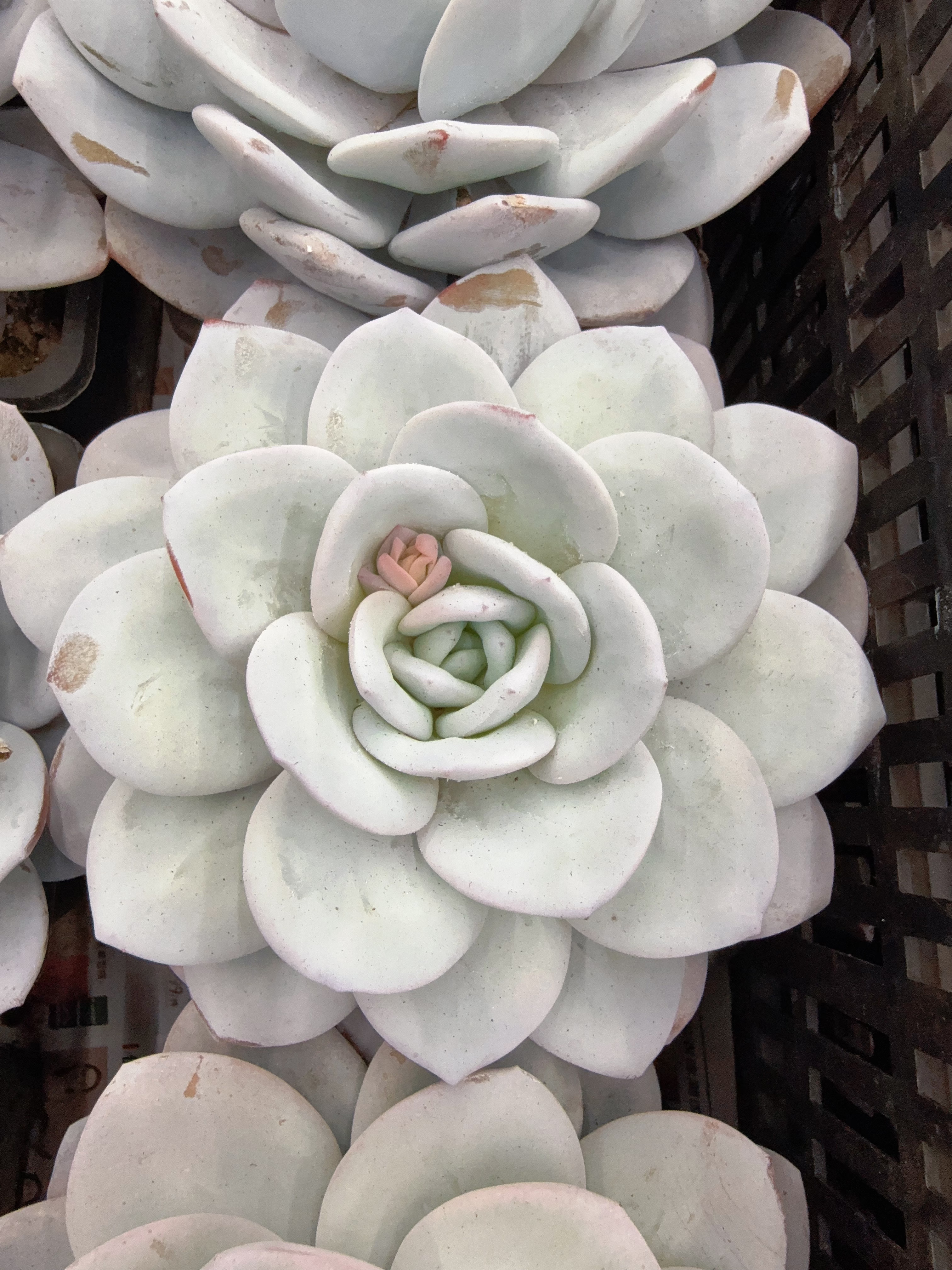 120#大单头雪莲（12-16cm）脱土