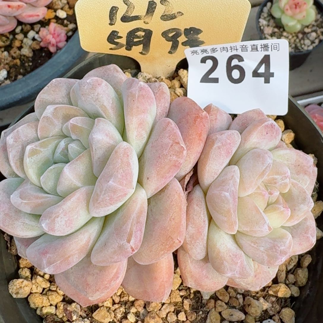 冰玉         精品多肉