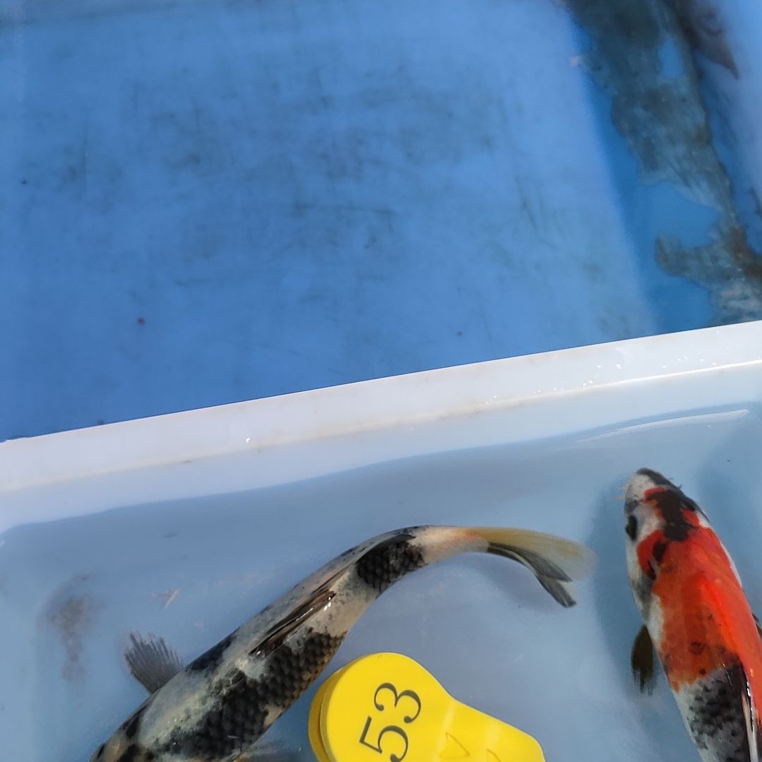 海水鱼红白大正昭和菲血白写