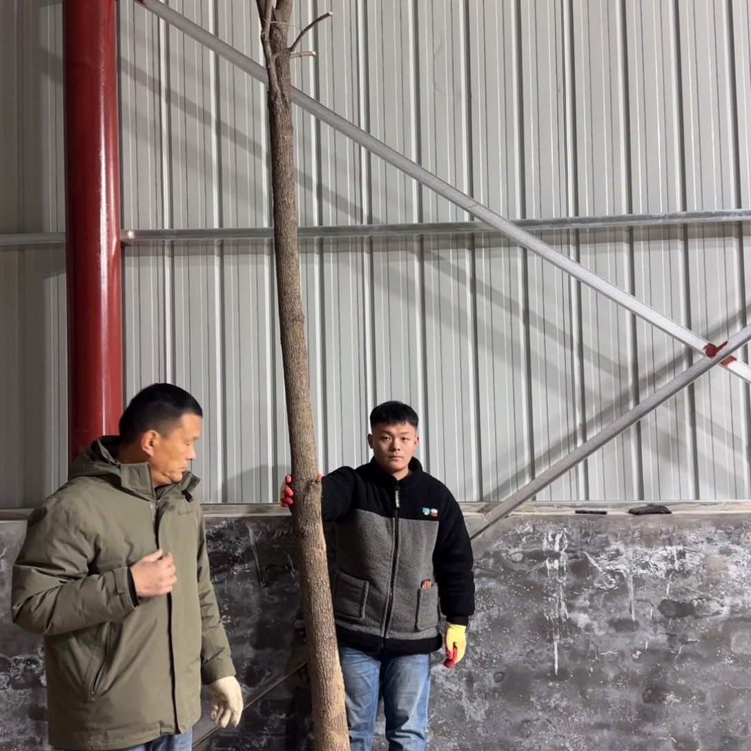 影***子无花朵柿子树111111