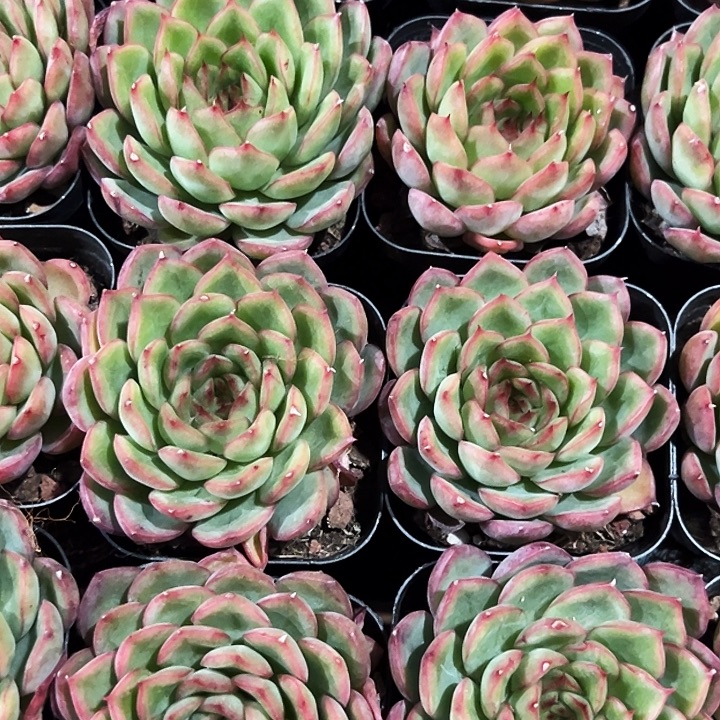 红边           福利多多