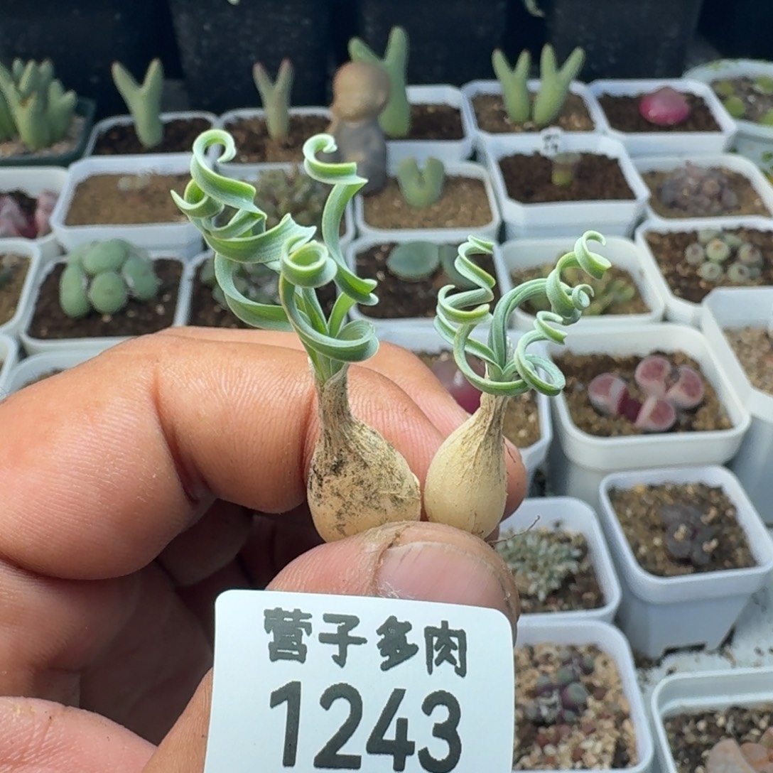 发卷弹簧草。           