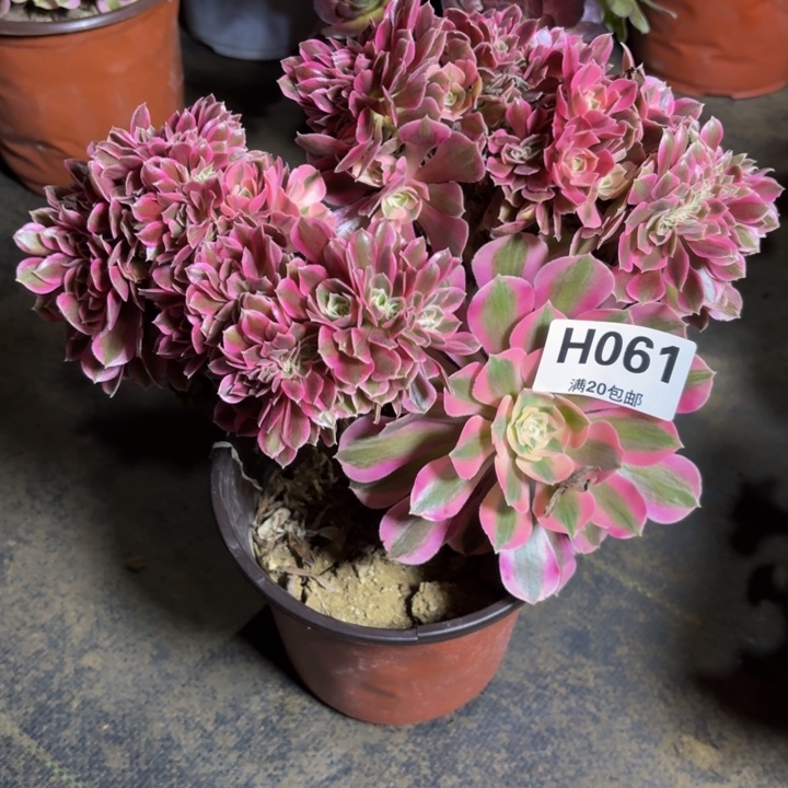 瑞妈，。。。。。061女巫缀，