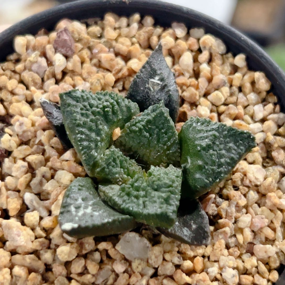 龟甲牡丹实生仙人球