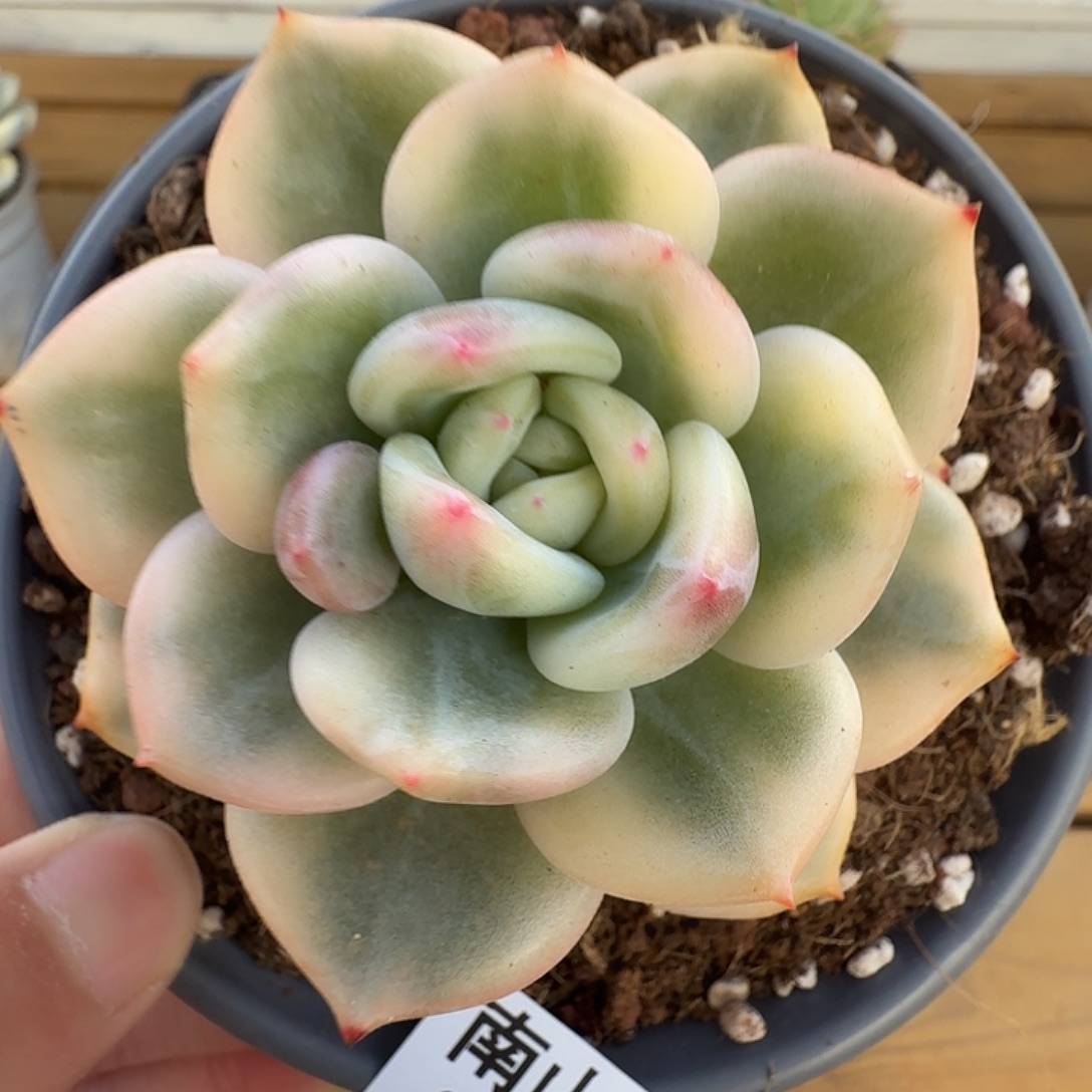 伊丽莎白锦1111124-