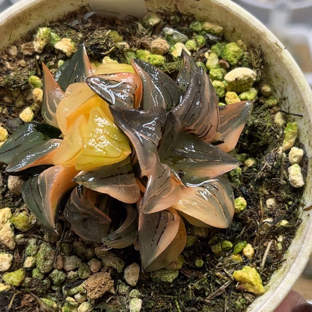 31双头红纹寿锦福利专场