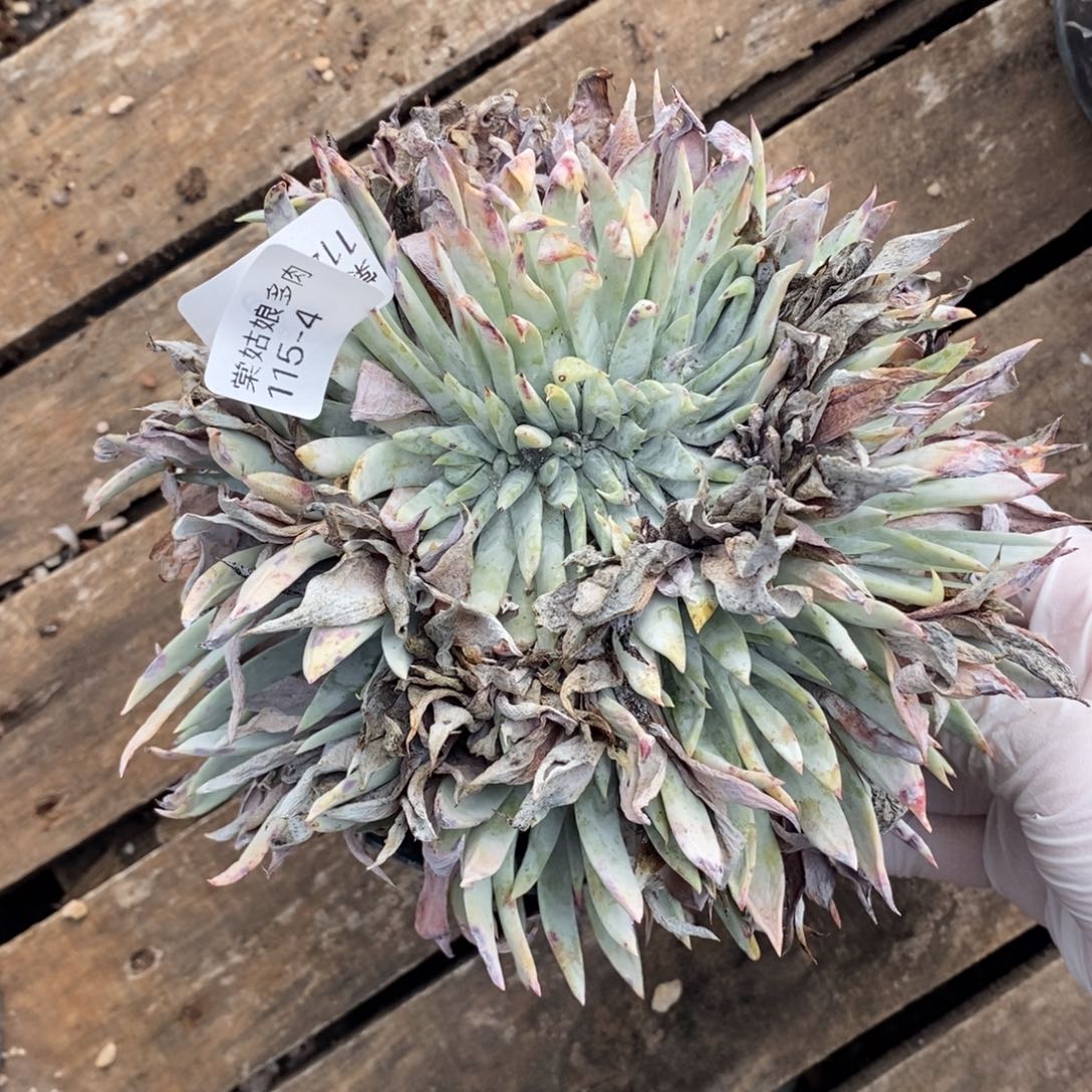 4号白雪缀化大群