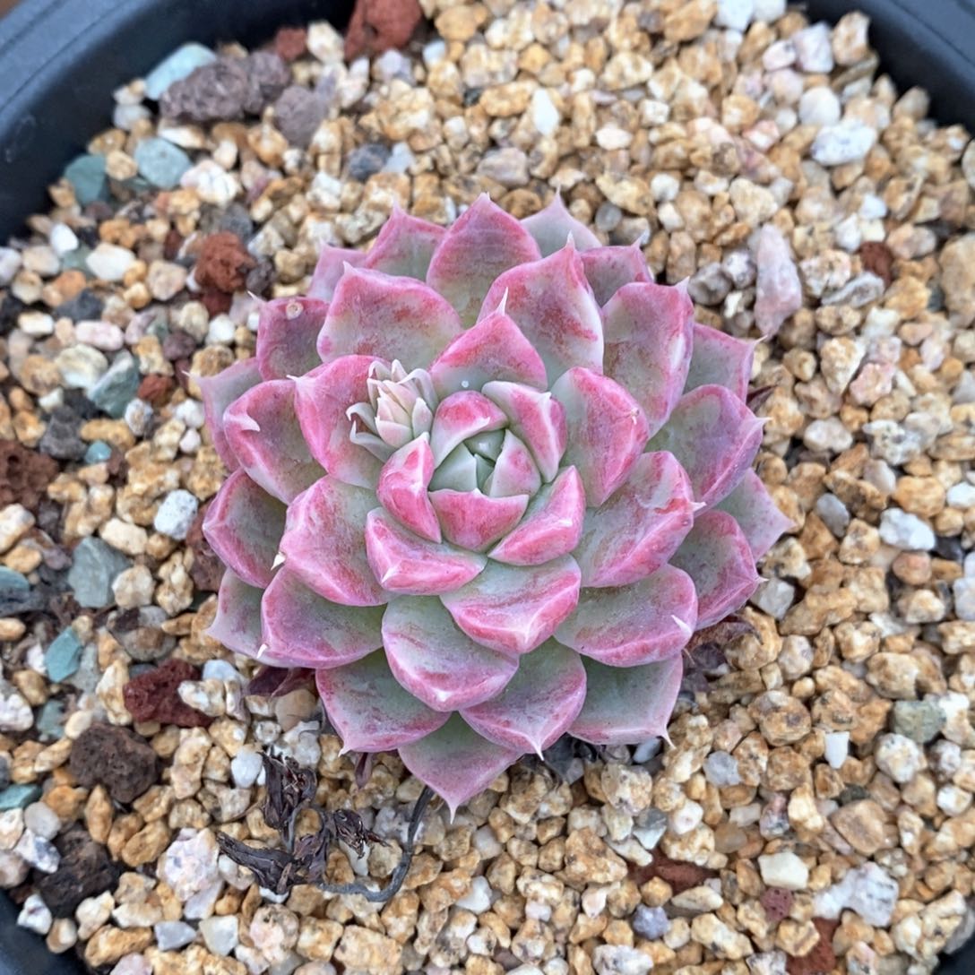 精品多肉一物一拍不包整248