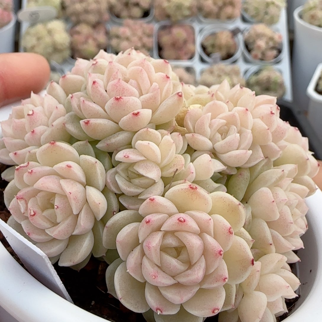 【闪购商品】0216-15（m1-554）