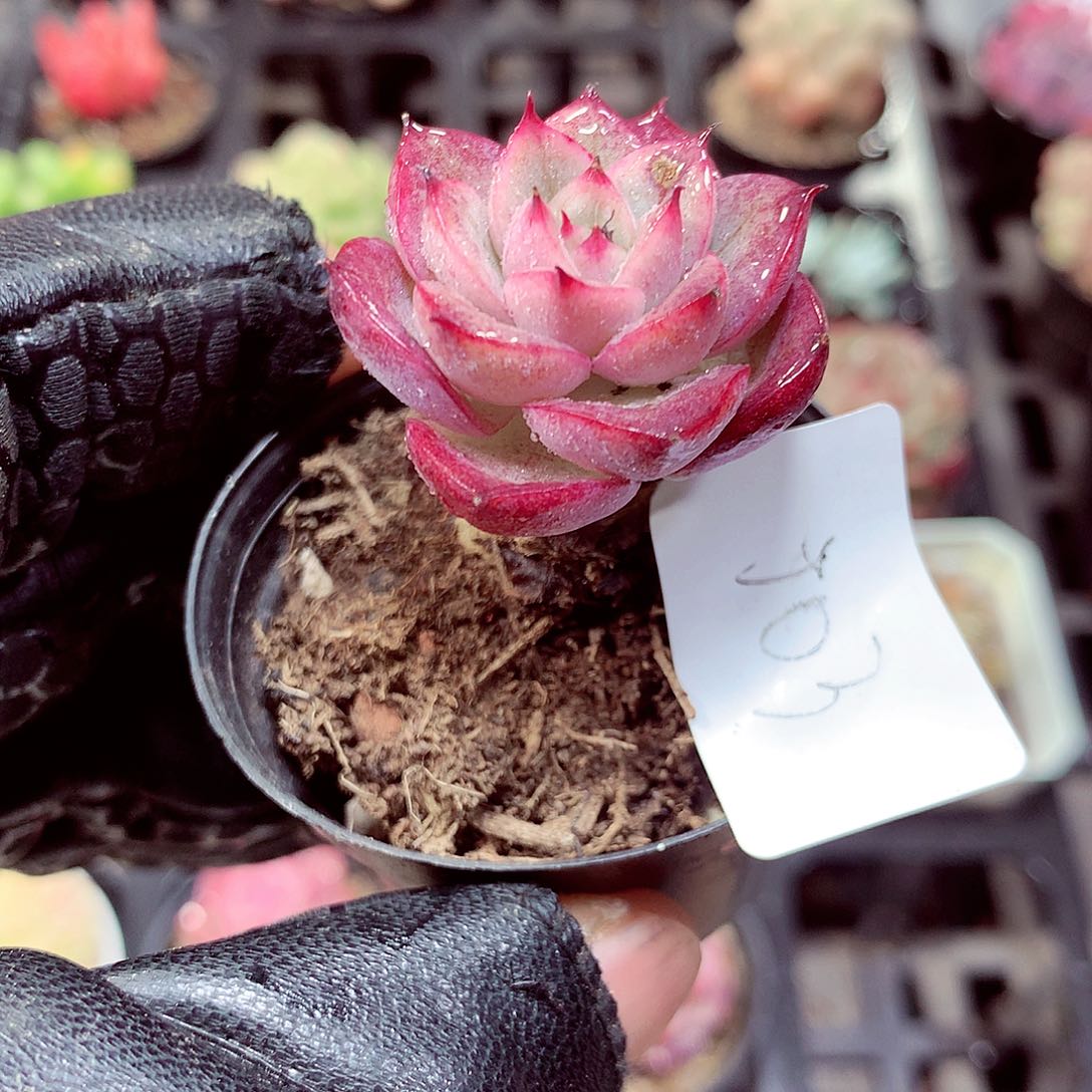 5厘米盆精控多肉503