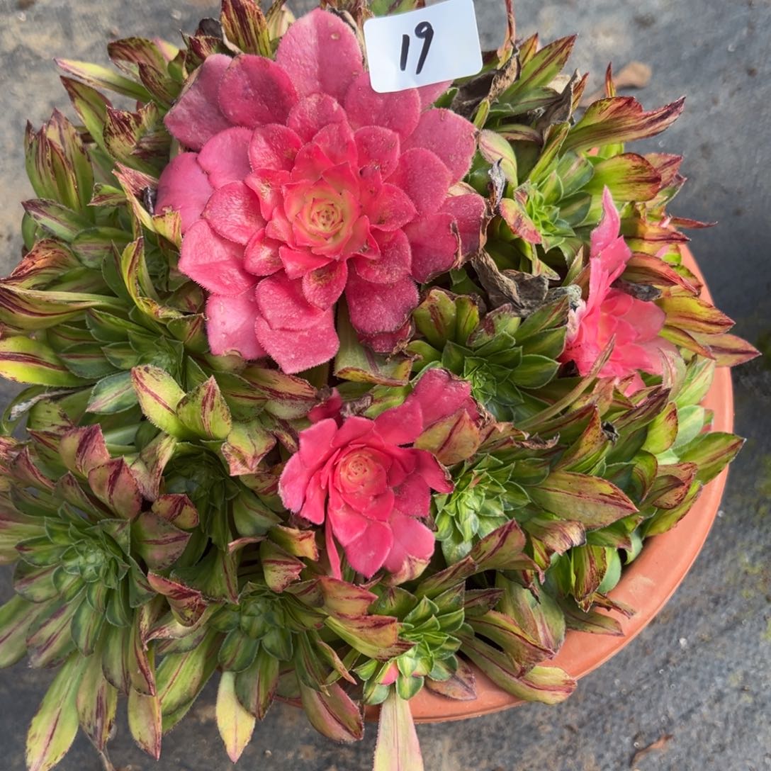 19知否多肉仔细一看