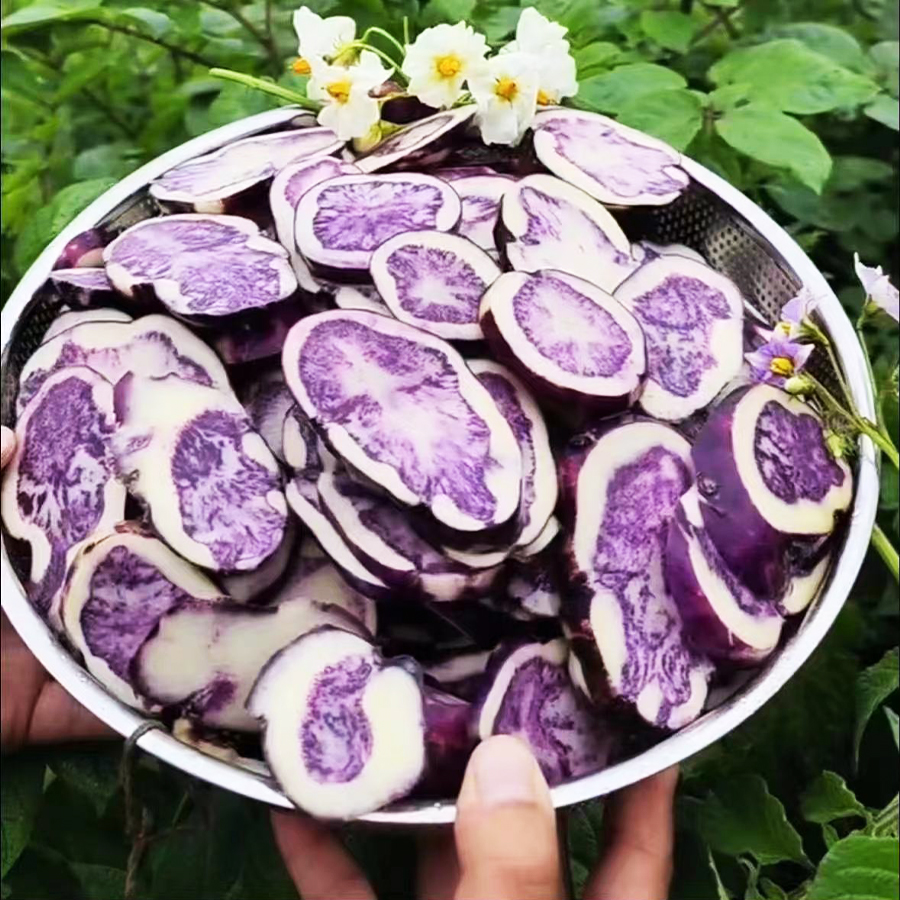 【花青素土豆2025】贵州高山乌洋芋六盘水紫皮土豆四格乌洋芋