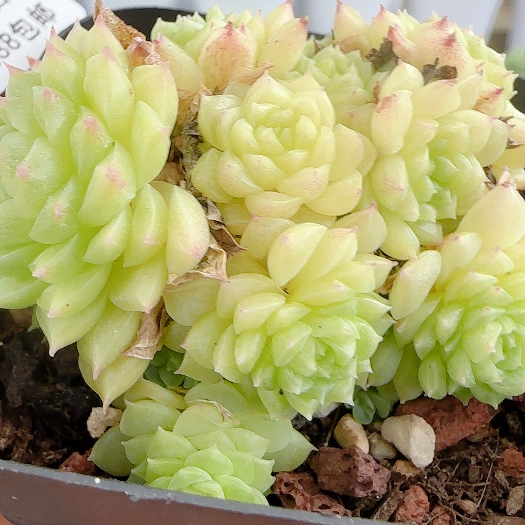 【闪购商品】0903-61包子麦杆