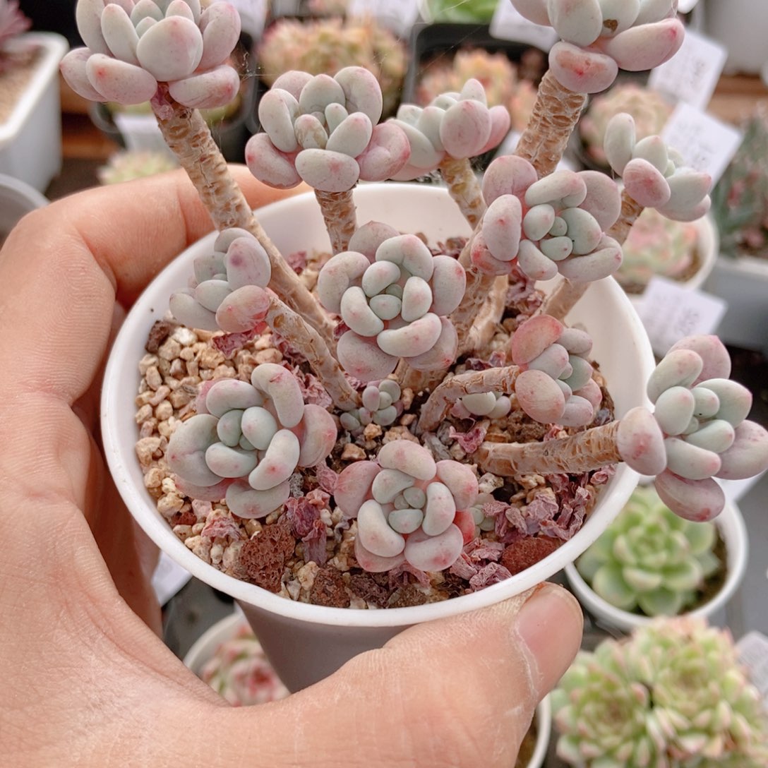 ʚ****ɞ鱼子酱。。。。。。。。。。。。。。。。。