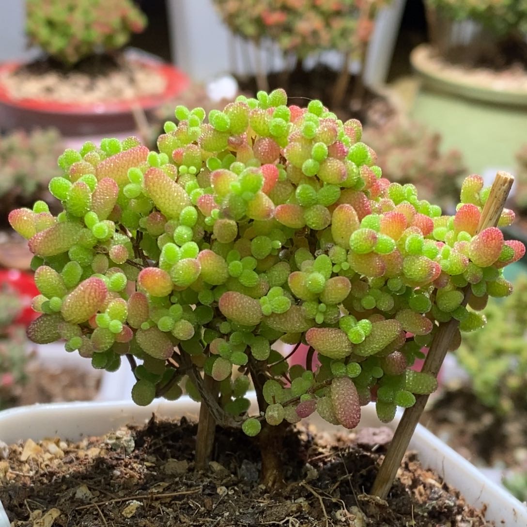 蜜桔糖球枝干番杏A386